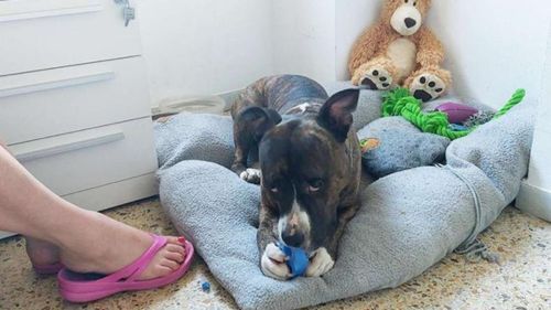 Una mujer en situación de vulnerabilidad y su perro, por fin juntos en una residencia de inclusión