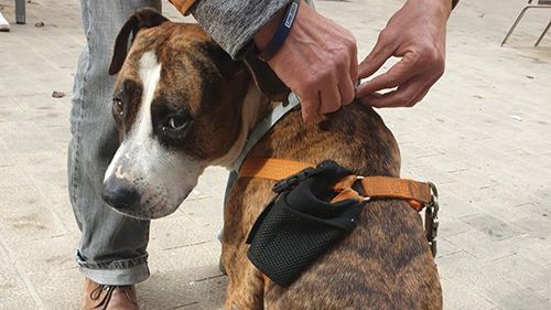 Hablemos de la triple discriminación: ¿qué ocurre cuando la persona atendida es extracomunitaria y el animal de compañía es un PPP?